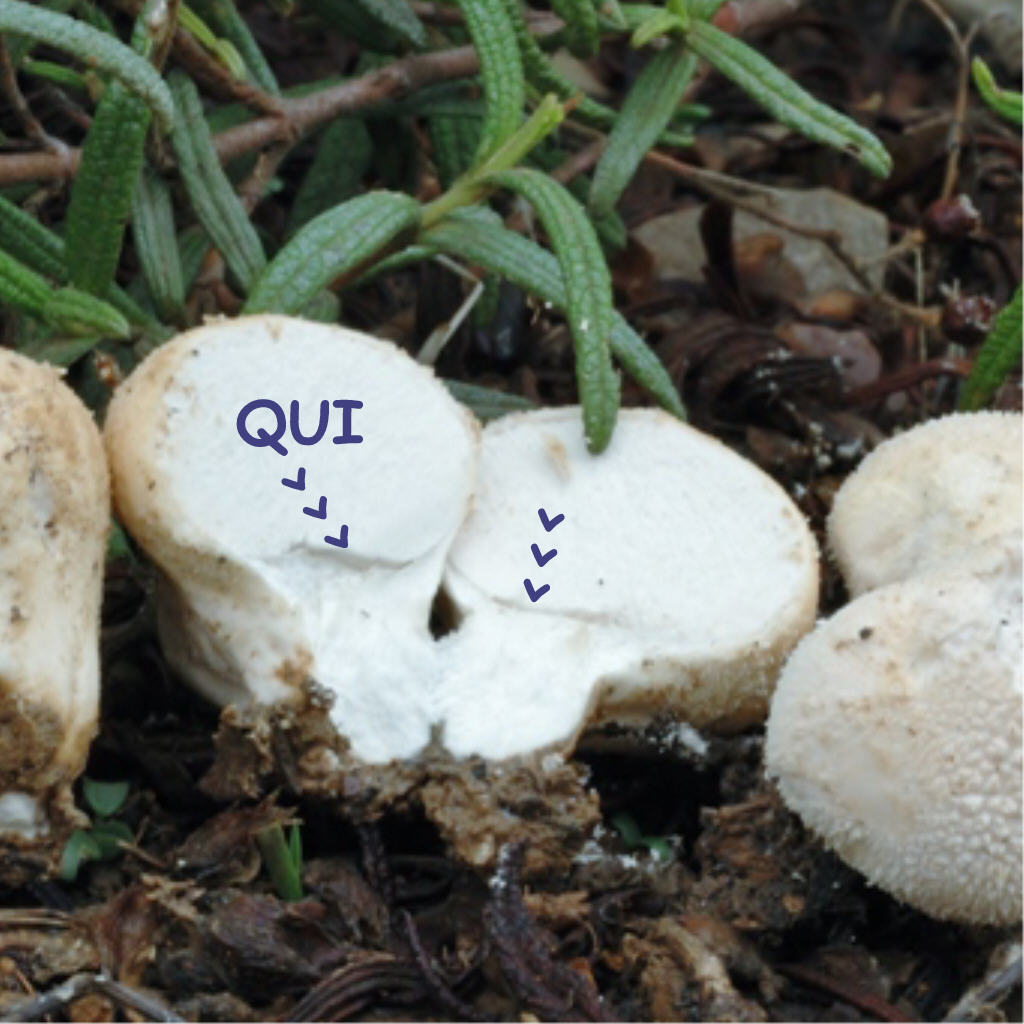 Bovista e/o Lycoperdon?